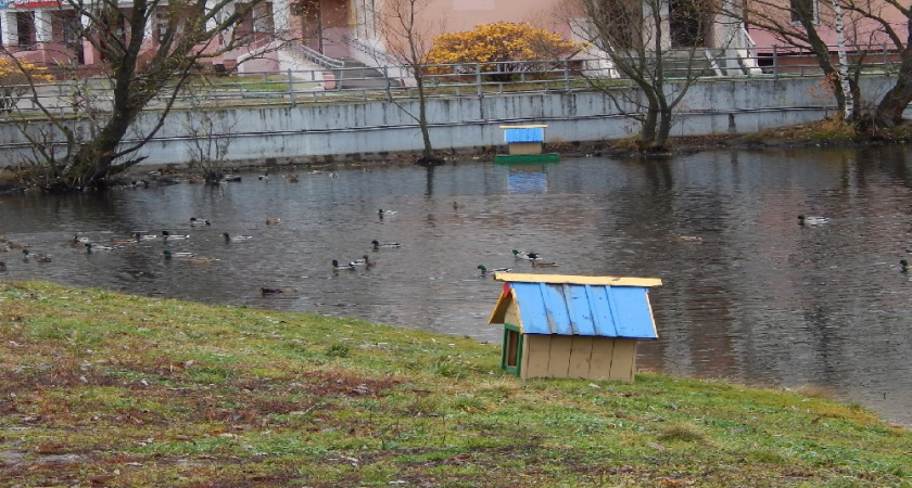 Добросельский пруд во Владимире обработают от крыс и мышей