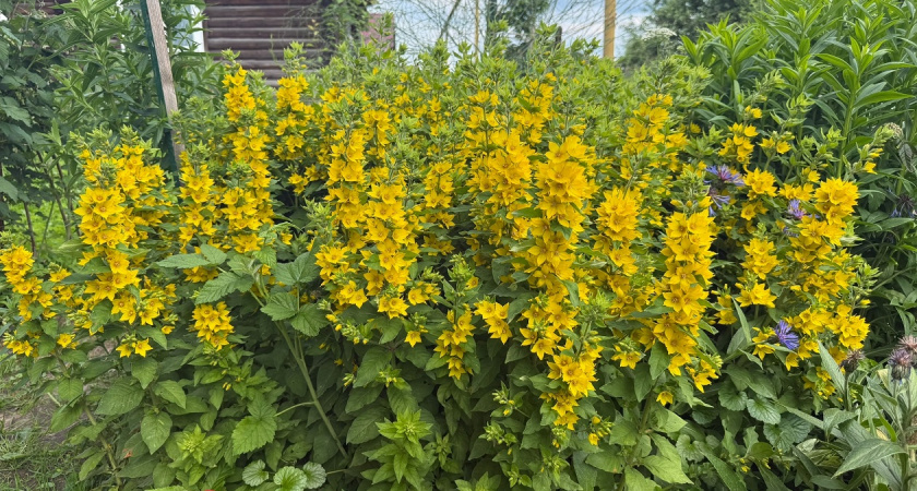 Секреты ухода за цветами в августе: что обрезать, а что оставить на семена? Буйство красок обеспечено