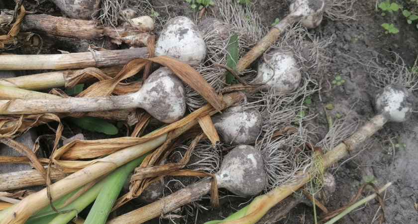 Как всего за 30 минут подготовить почву после чеснока на будущий сезон: лайфхак от опытных дачников