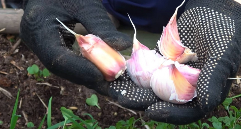 Когда сажать чеснок под зиму? Лучшие сроки для каждого региона и секреты для богатого урожая