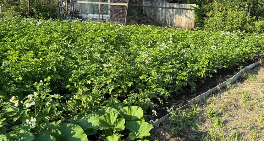 Почему уборку картошки следует отложить до осени: идеальные сроки копки и секреты опытных агрономов