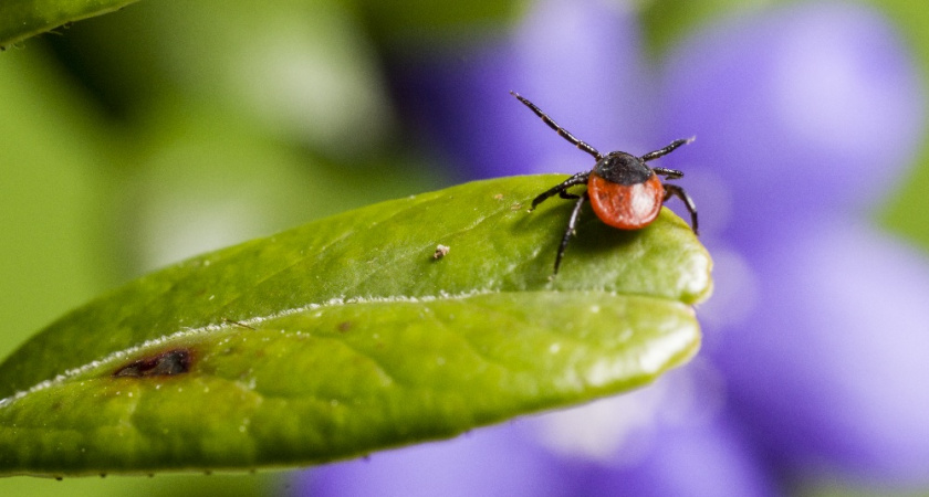 За неделю клещи укусили 42 жителя Владимирской области