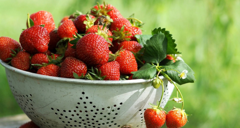 Скорости созревания и интернета идут в ногу: ферму клубники во Владимирской области подключили к 4G