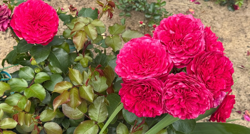 Розы будут цвести до октября: подкормка с уксусом от опытных дачников - сработает на 100%