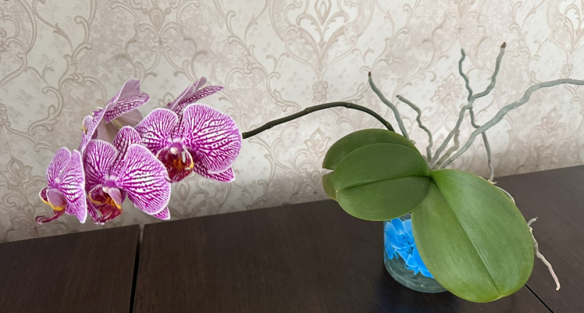 Как правильно поливать орхидею: секреты опытных цветоводов, которые спасут вашу красавицу от гибели