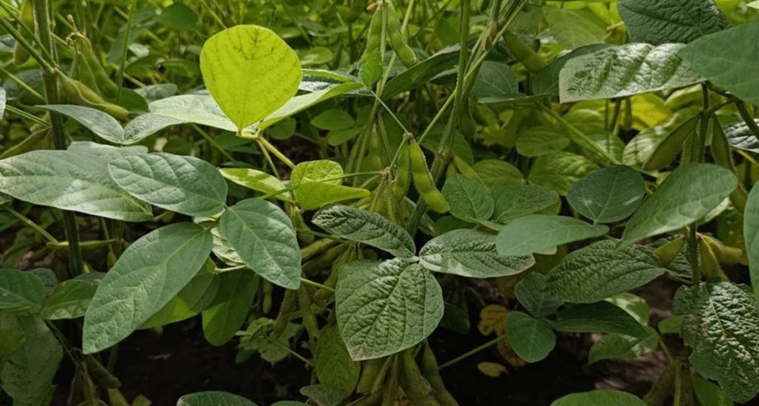  Во Владимирской области увеличиваются посевные площади под сою 