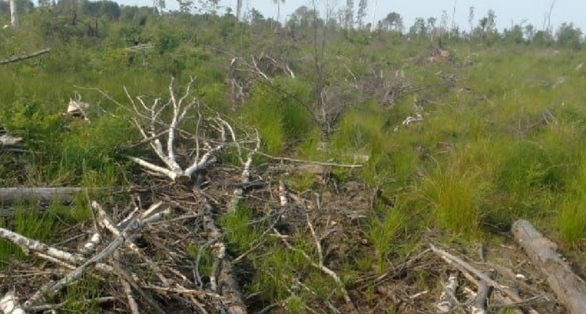 Девять гектаров леса ждут уборки в Судогодском районе