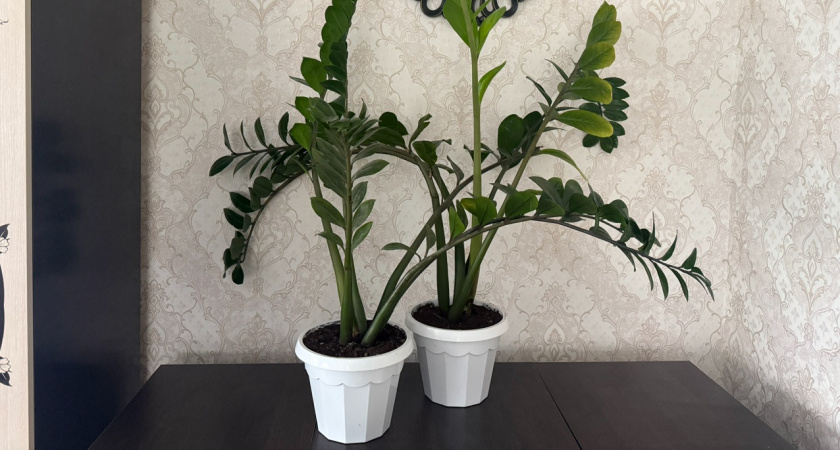 Всего 1 столовая ложка на горшок: простая подкормка, которая заставит замиокулькас расти как на дрожжах