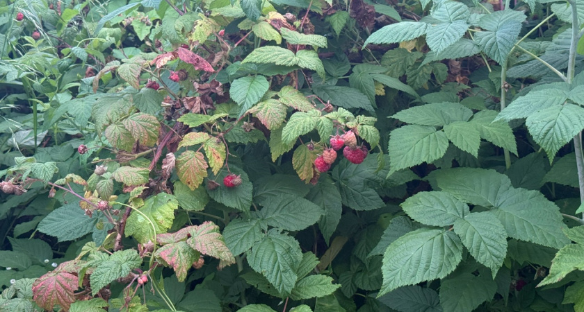 Осенняя обрезка ремонтантной малины: ученый-агроном раскрыл секрет двойного урожая в следующем году