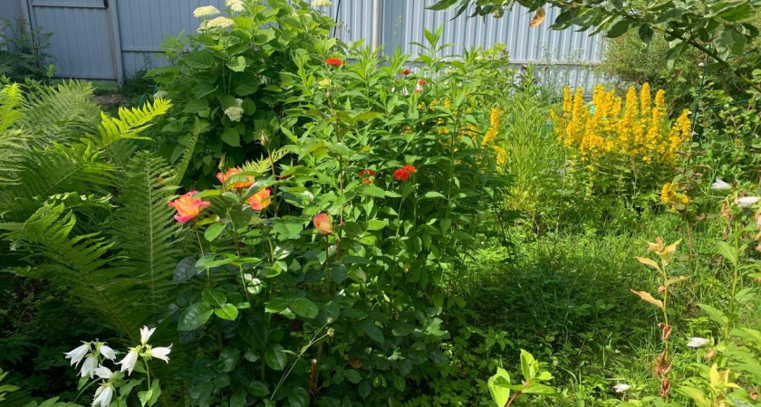 Обрезка в августе: какие цветы нужно срочно подстричь, а какие трогать не стоит