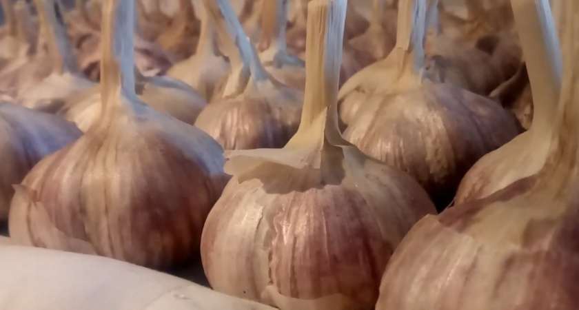 Ошибки, которые оставят вас без чеснока: запомните эти важные правила по осенней посадке