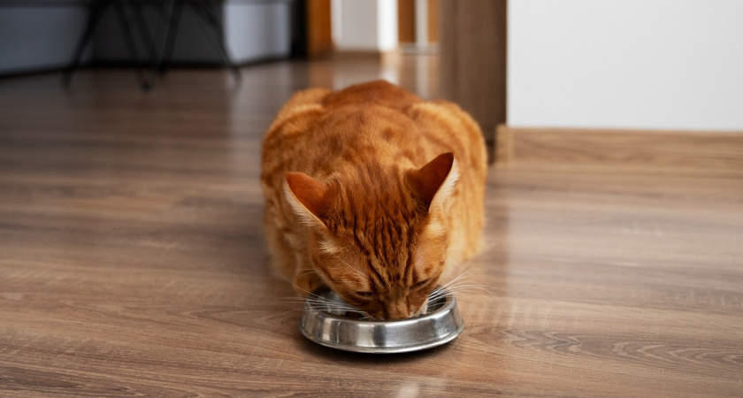 Опасные ошибки в питании кошки: что запрещено и как правильно кормить