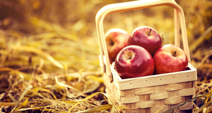 В Суздальском районе пройдёт яблочный гастрономический фестиваль