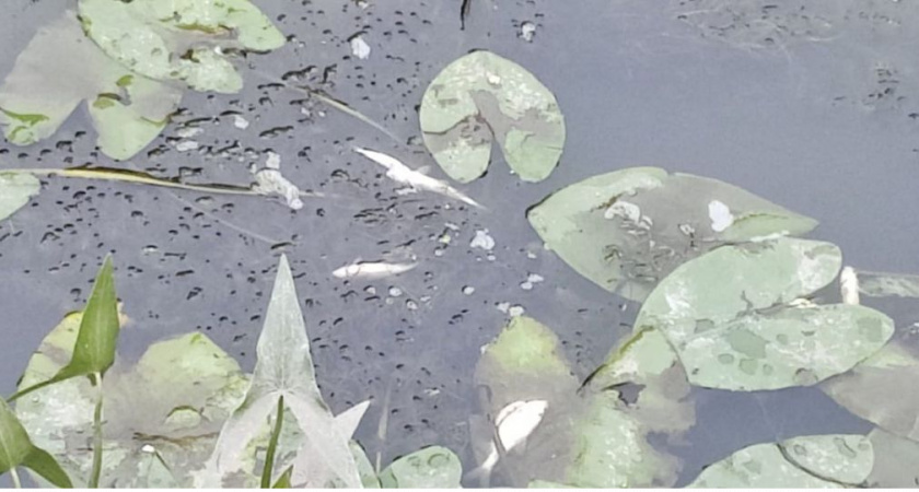 В Кольчугинском районе обнаружили массовый замор рыбы