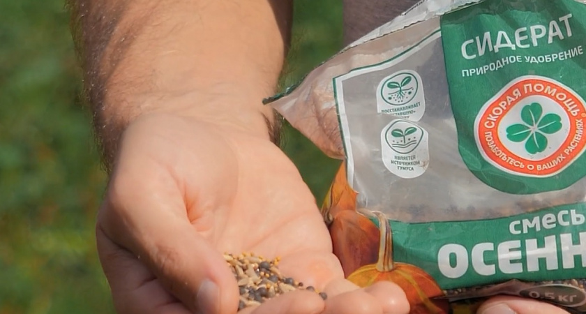 Секрет богатого урожая в новом сезоне: посейте этот сидерат, и почва станет плодородной - лучше любых удобрений