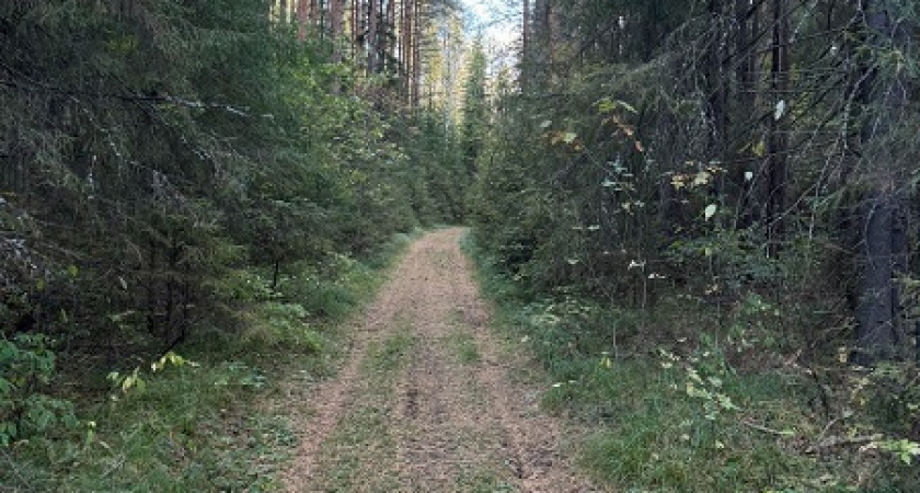 Пенсионерка из Коврова потерялась в лесу во время грибного сезона