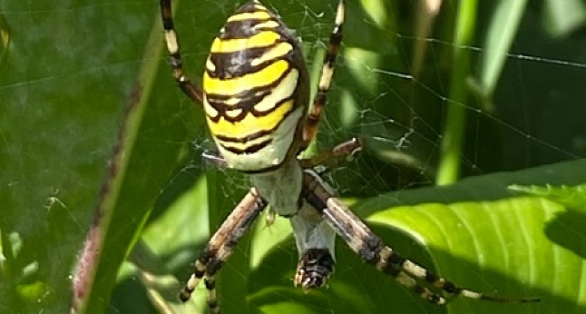 Южные пауки-агриопы колонизировали Владимирскую область из-за потепления климата