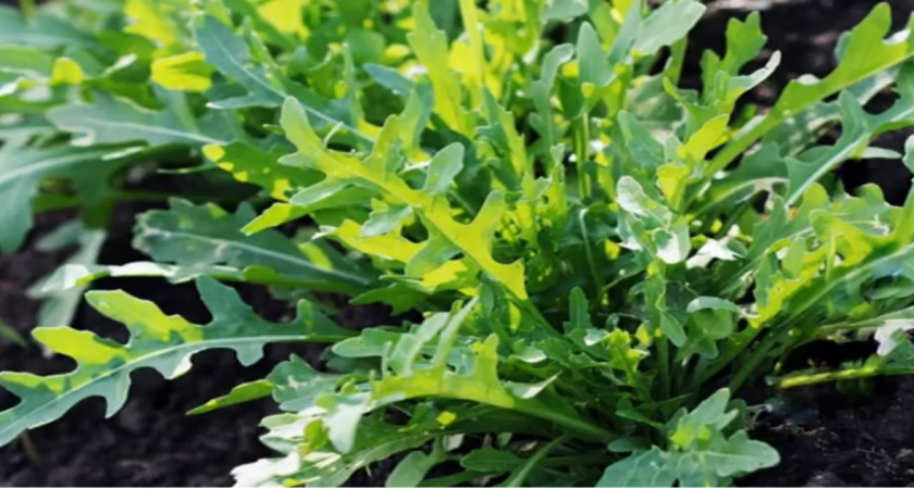 4 культуры для обязательного посева под зиму - пока у соседей сходит снег, вы соберете суперранний урожай