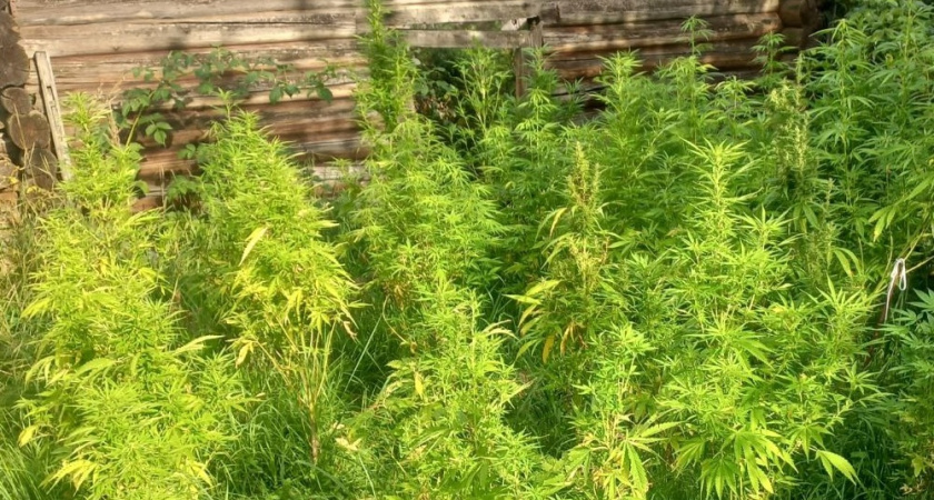 Плантацию с запрещёнными растениями обнаружили в Собинском районе