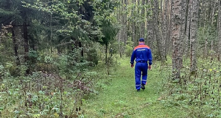 Заблудившегося грибника из Коврова искали почти сутки