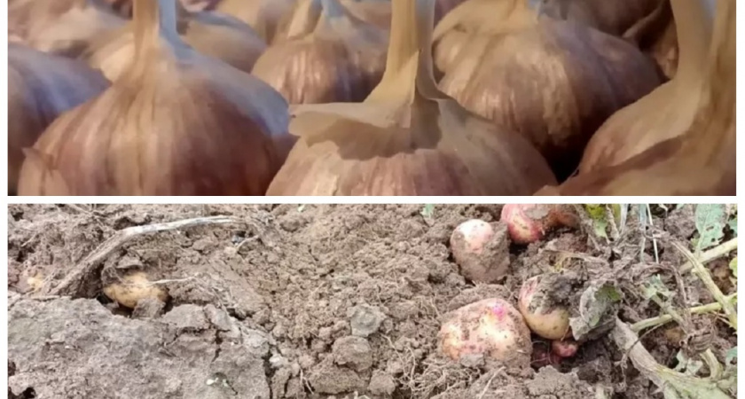 Топ-5 важных советов для дачников на осень: что нужно сделать в этот период?