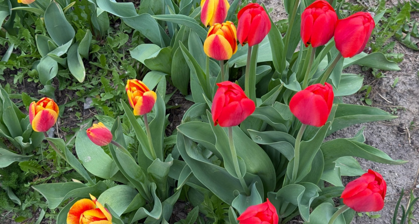 5 цветов в вашем саду привлекают мышей и крыс - как с этим бороться? Проверенные методы