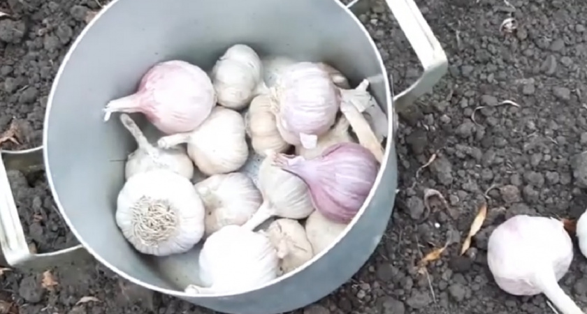 Гениальный лайфхак с бутылкой: как быстро посадить озимый чеснок - на заметку всем дачникам