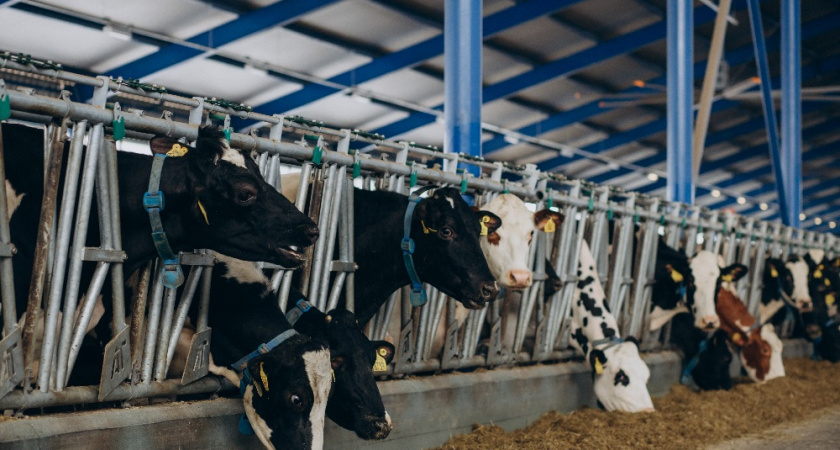 Производство молока во Владимирской области увеличилось на 53% за 10 лет