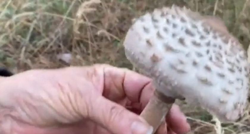 Недооцененный лесной деликатес: этот гриб покорит даже требовательных гурманов