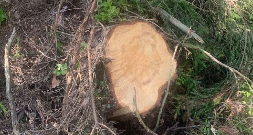 В петушинских лесах браконьеры спилили ели и сосны