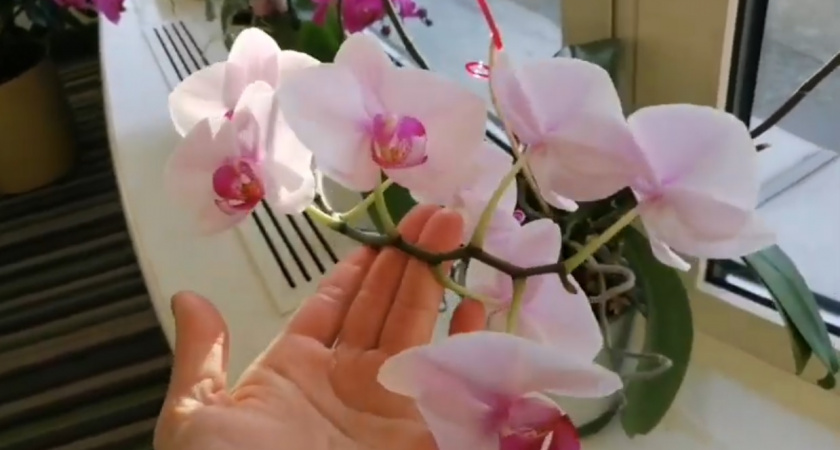 Орхидея не цветет? Раскрываем секретное аптечное средство за копейки, которое вернет ее к жизни