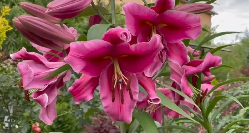 Осенний переезд для лилий: как пересадить цветы для пышного цветения в новом сезоне - советы опытной дачницы