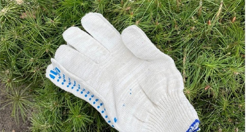 С 2020 года во Владимирской области высажено 1,9 миллион сеянцев и саженцев