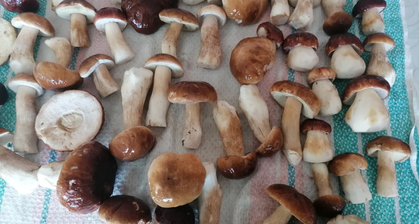 Россиян предупреждают о миллионном штрафе и тюрьме за сбор грибов: что важно знать всем грибникам