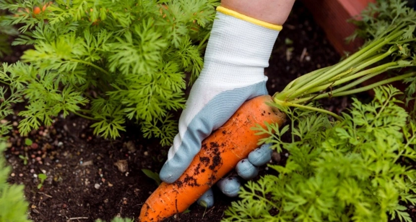 Не пропустите идеальный момент: 3 признака, что морковь готова к уборке - советы бывалой дачницы