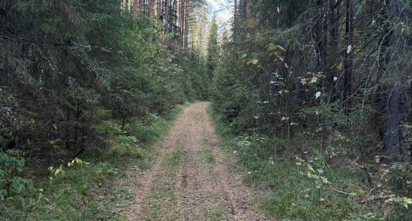 «Вязниковский леспромхоз» не выполнял обязательства по обследованию леса