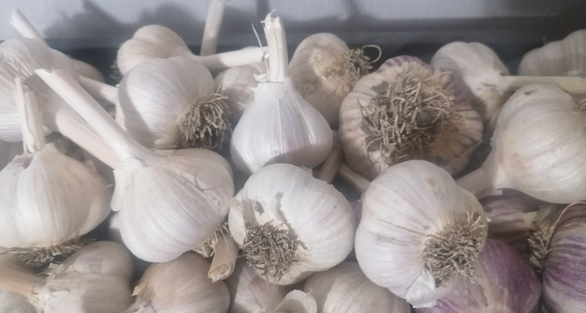 Чеснок храните только так: займет мало места и пролежит не один год — неочевидный способ