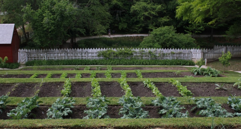 Секреты осенней посадки-2025: как получить богатый урожай клубники и чеснока на 3 недели раньше