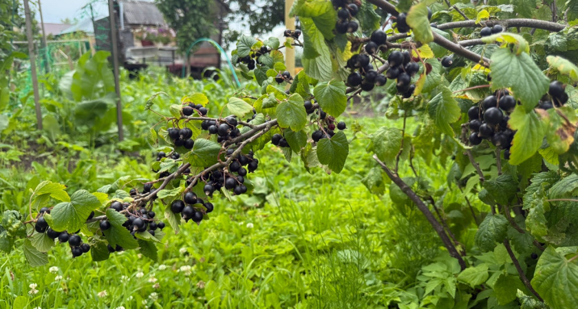 4 ложки под куст, и смородина будет плодоносить как сумасшедшая: обязательная подкормка в сентябре