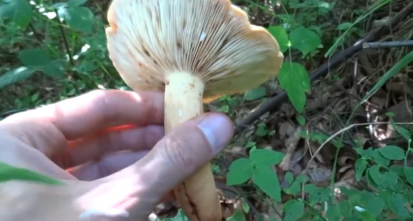 Незаслуженно забытый лесной деликатес: этот родственник рыжика слаще и мясистее благородных грибов