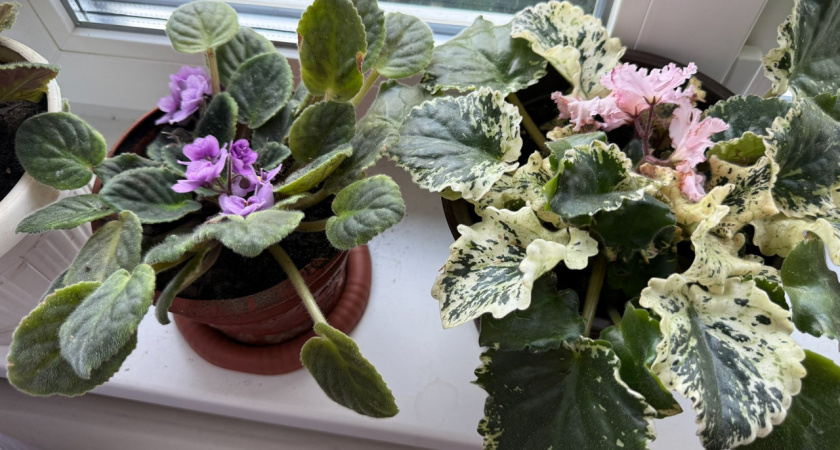 Энергетические вампиры и доноры: какие комнатные растения высасывают ваши силы, а какие - приносят удачу