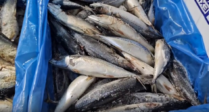 Я рискнул и купил скумбрию в "Светофоре" за 250 рублей: дома пожалел об одном — честный отзыв