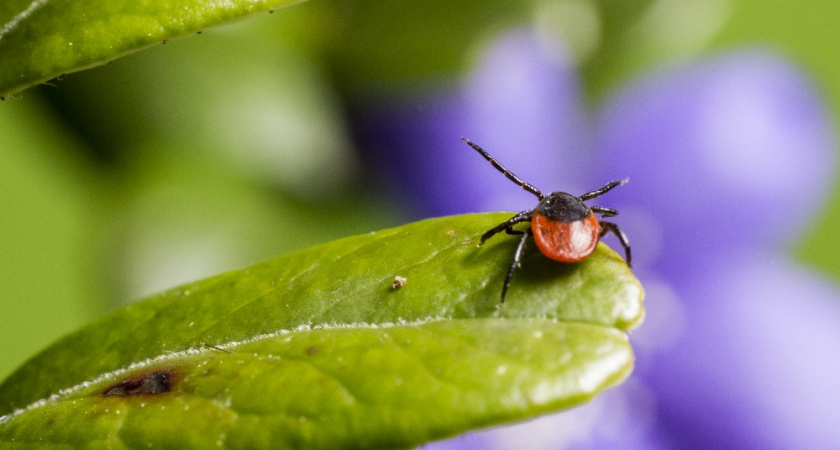 Более 70 владимирцев подверглись укусам клещей за последнюю неделю