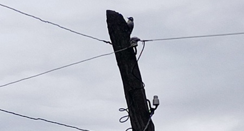 Житель Владимирской области добился восстановления электричества через прокуратуру