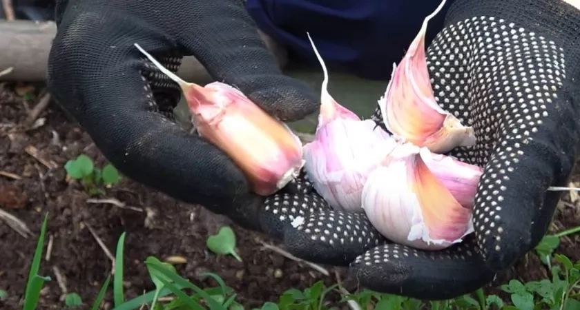 Успешная посадка чеснока и лука осенью: как избежать ошибок и получить богатый урожай