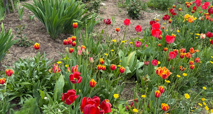 Посадка тюльпанов осенью — это просто: избегайте эти 5 ошибок, и у вас весной будет ковер из цветов