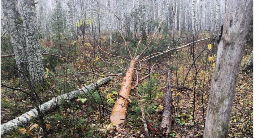 Владимирские "лесорубы" планировали нажиться на продаже краденых сосен
