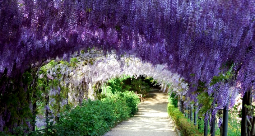 Живая изгородь словно из сказки: 6 невероятно красивых многолетников для вашего участка