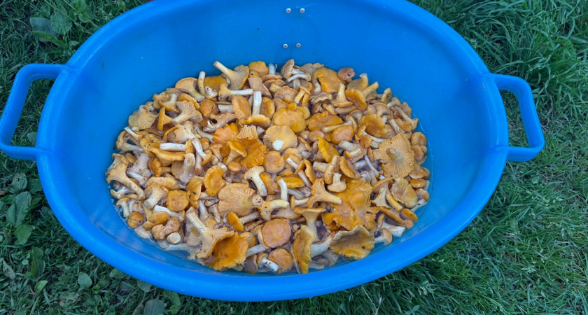 Кому нельзя есть лисички ни в коем случае: врач предупредила об опасности популярного осеннего гриба