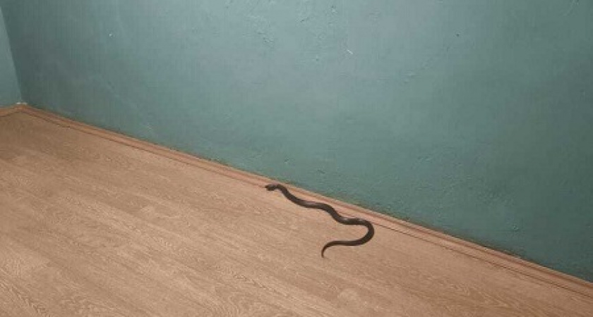 Владимирец столкнулся с ядовитой гостьей в собственной квартире